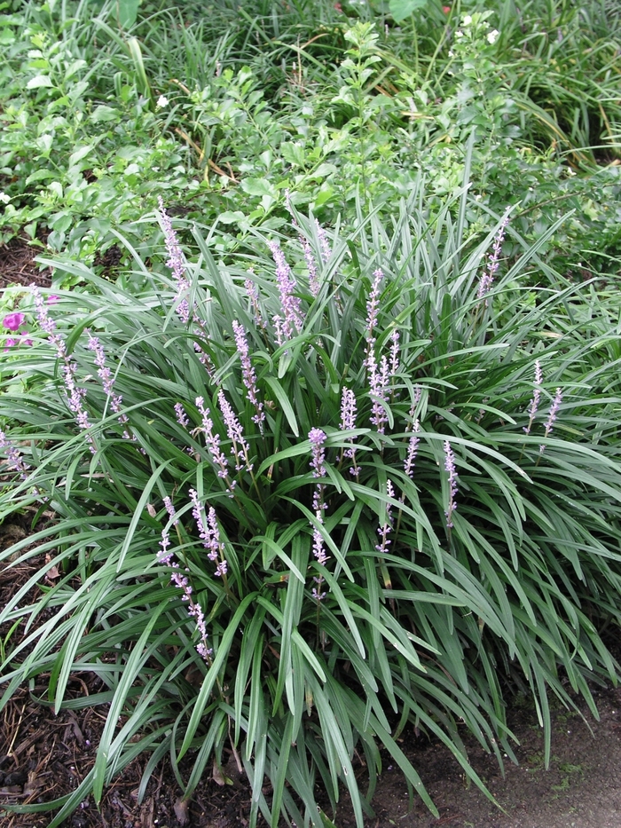 Big Blue Liriope - Liriope muscari 'Big Blue' from Hackney Nursery