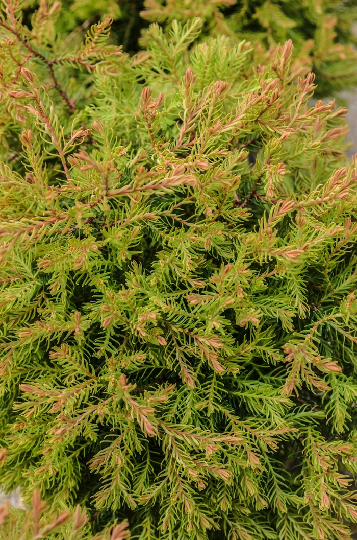 Fire Chief™ Globe Arborvitae - Thuja occidentalis 'Congabe' from Hackney Nursery