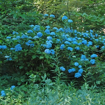 Dooley Hydrangea