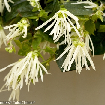 Chinese Fringe-Flower